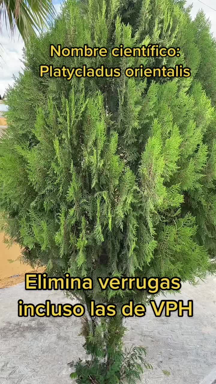 @ElHierbero