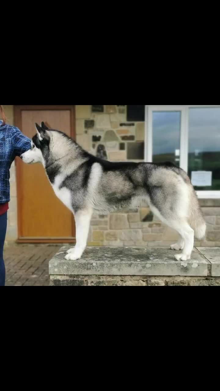@howlvalley kennels