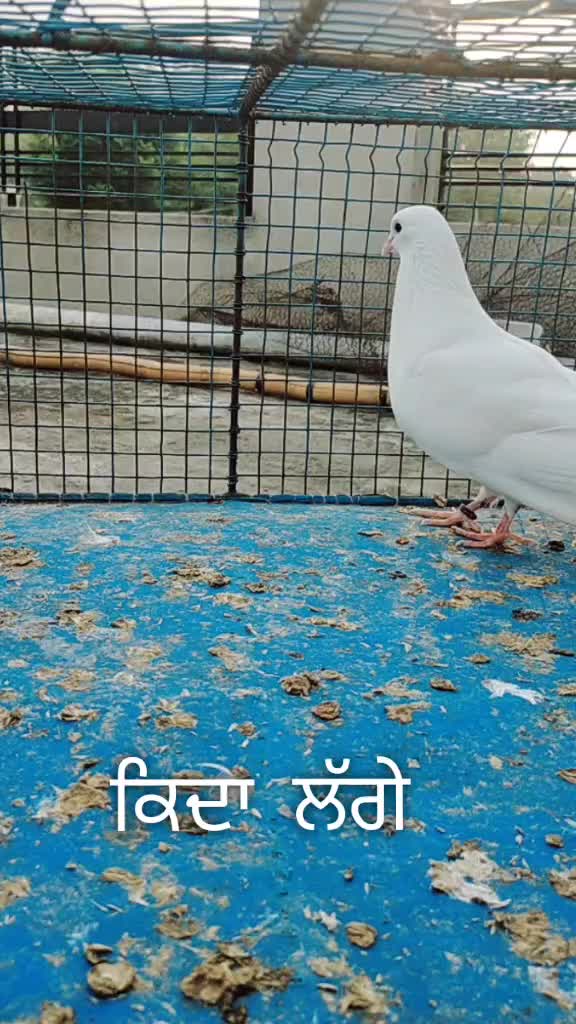 @Satnam Singh