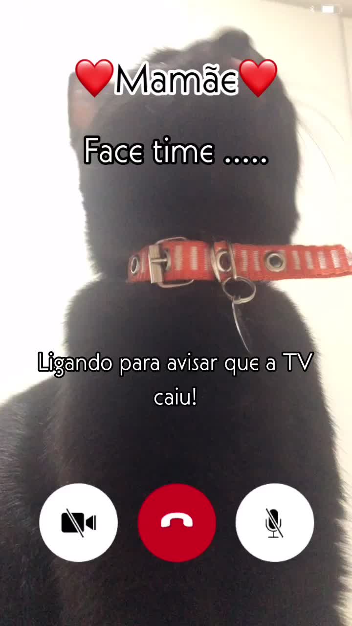 @🐱Cats🐱
