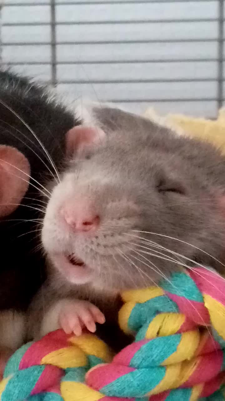 @thecuriousrats