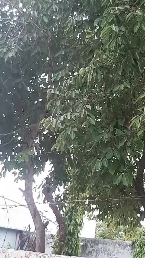 @soni
