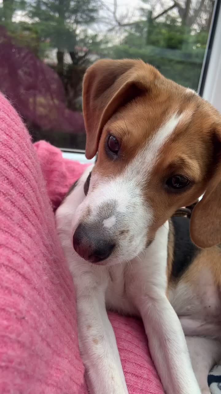 @Lync the Pocket Beagle ๐ถ
