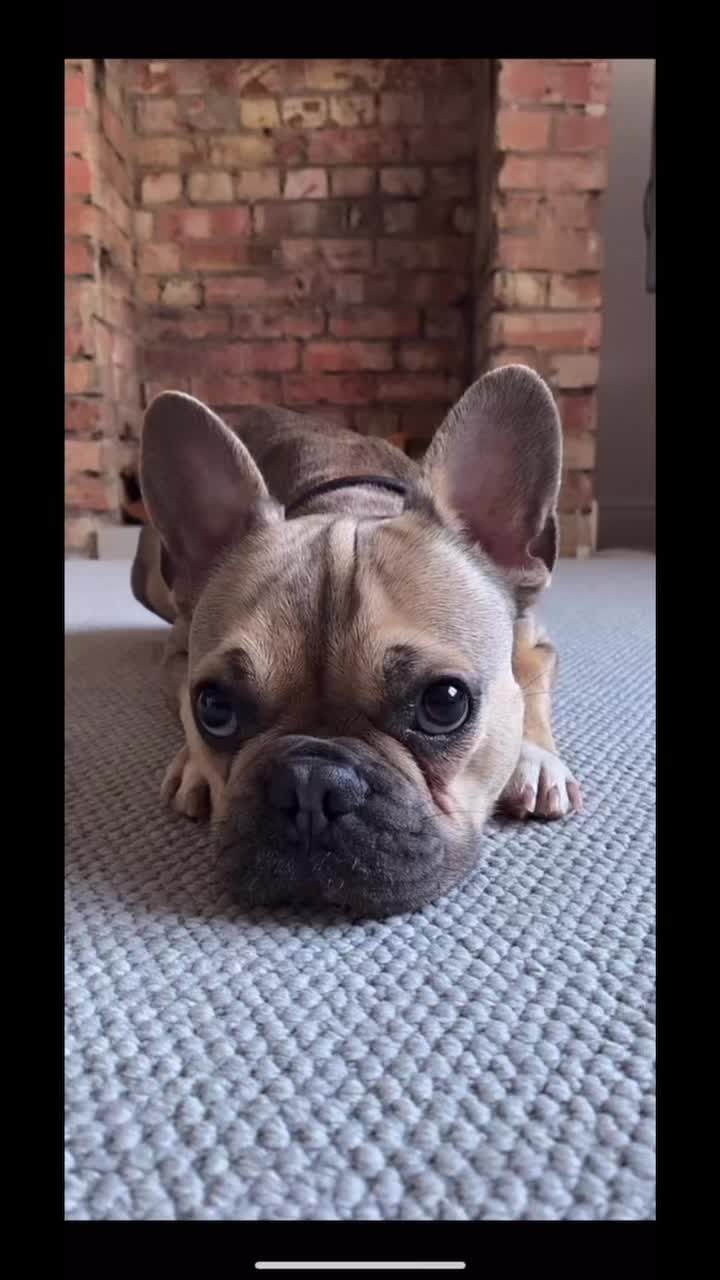 @BarryTheFrenchie