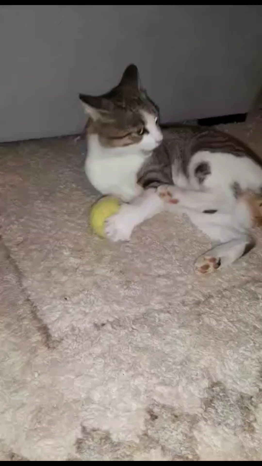 @Jerry and lassie