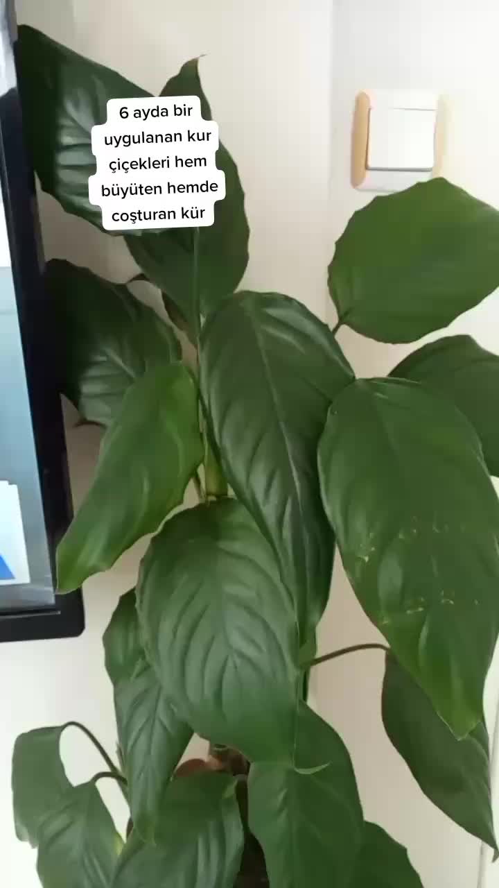 @&ouml;zlem g&uuml;ler