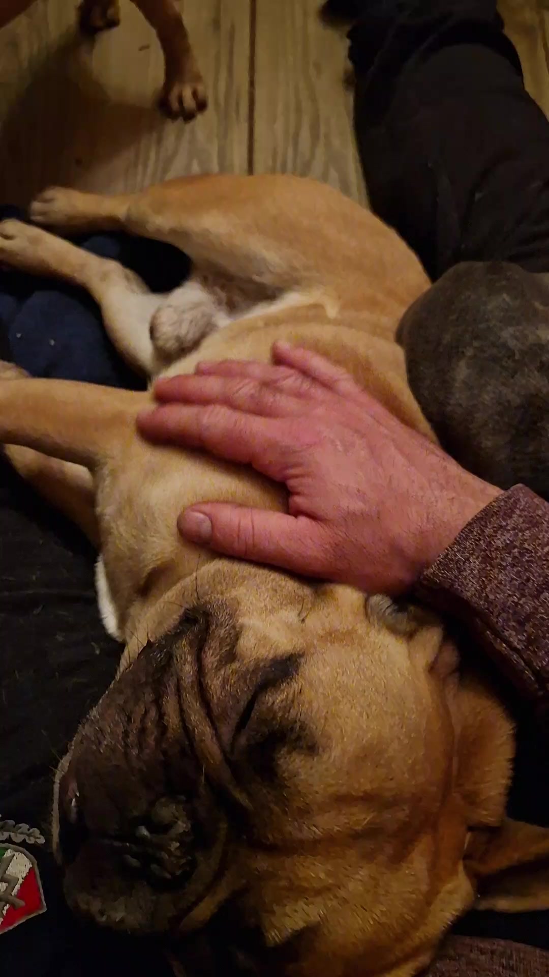 @Nomad_Warrior_Kennel