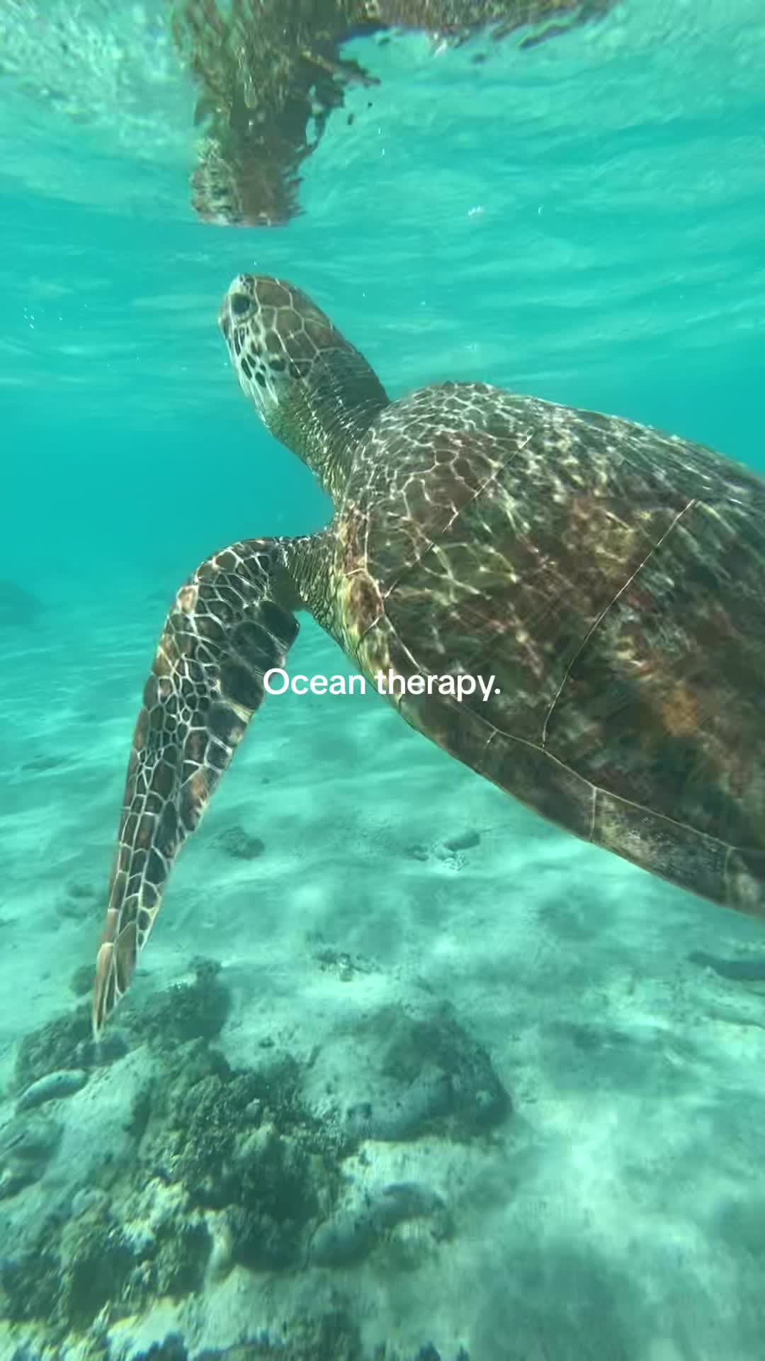 @🤿🌊🌺🐚☀️🦭