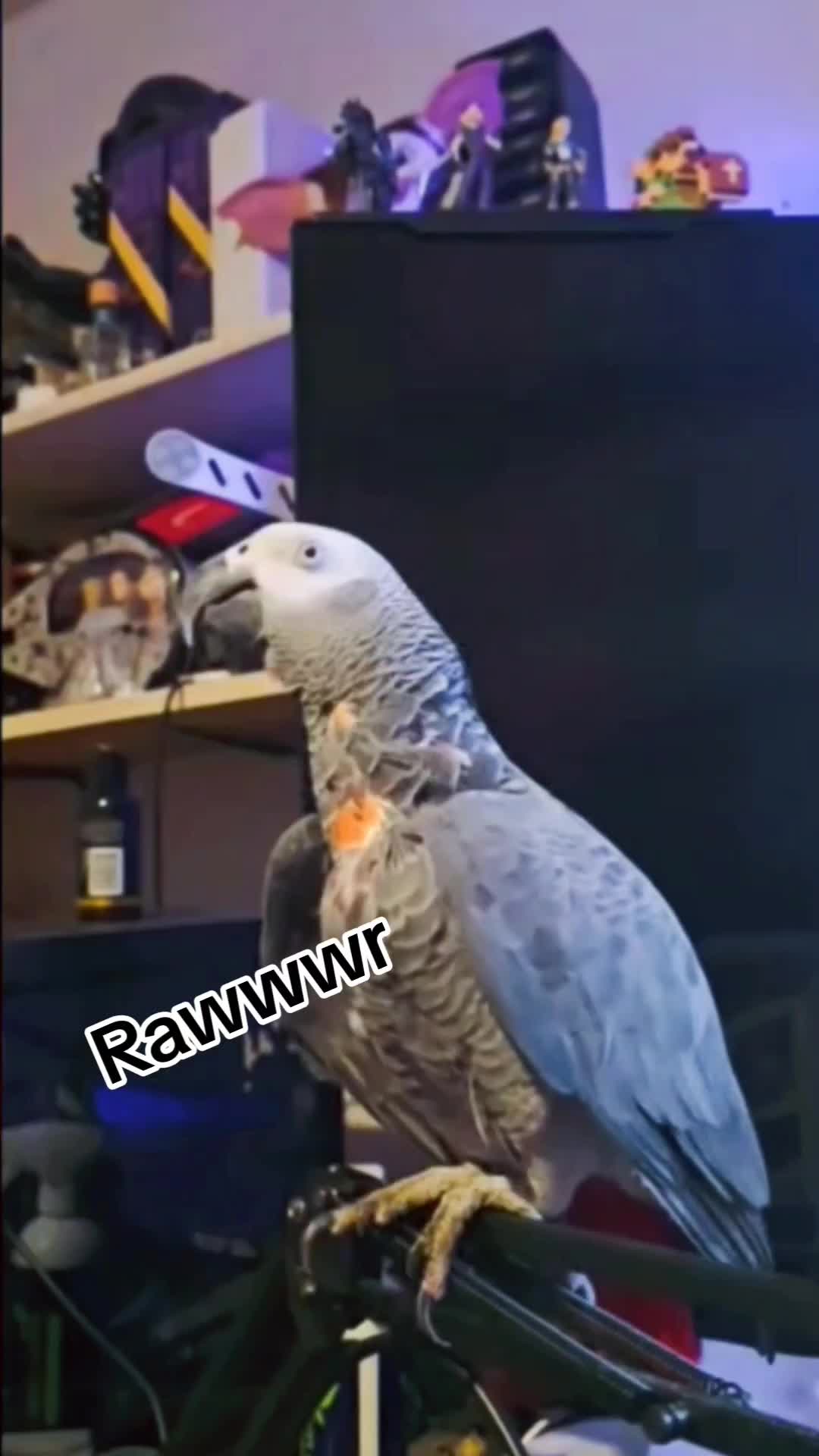 @QbertBird🦜👀