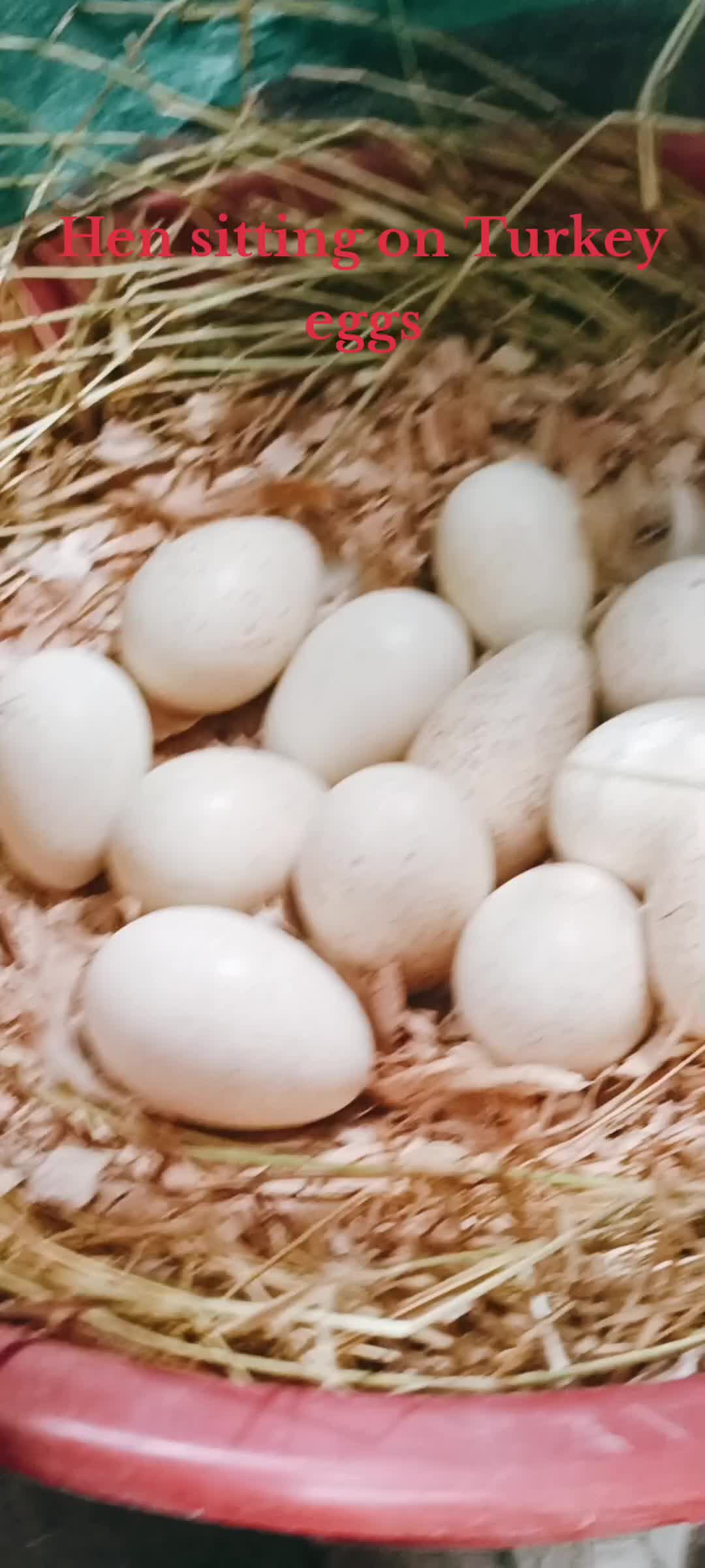 @Poultry in motion