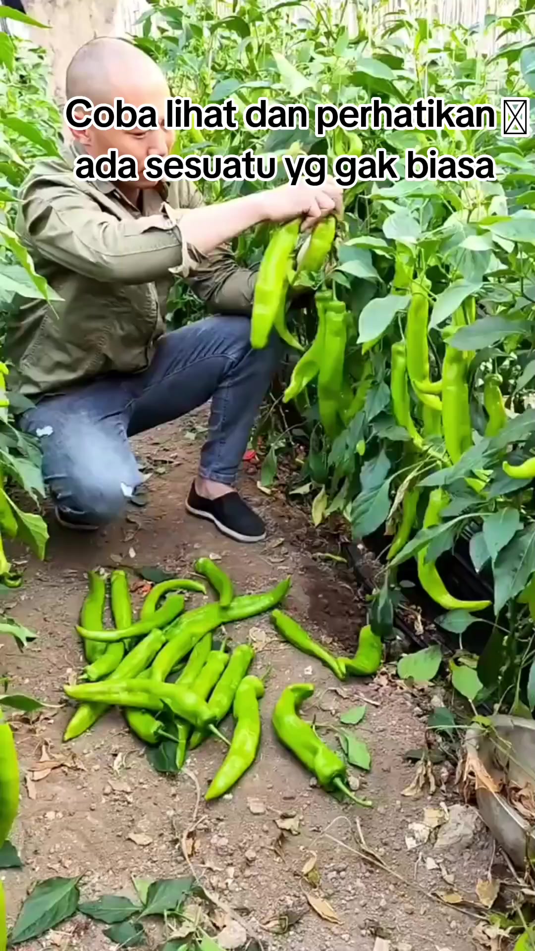 @hanifarm