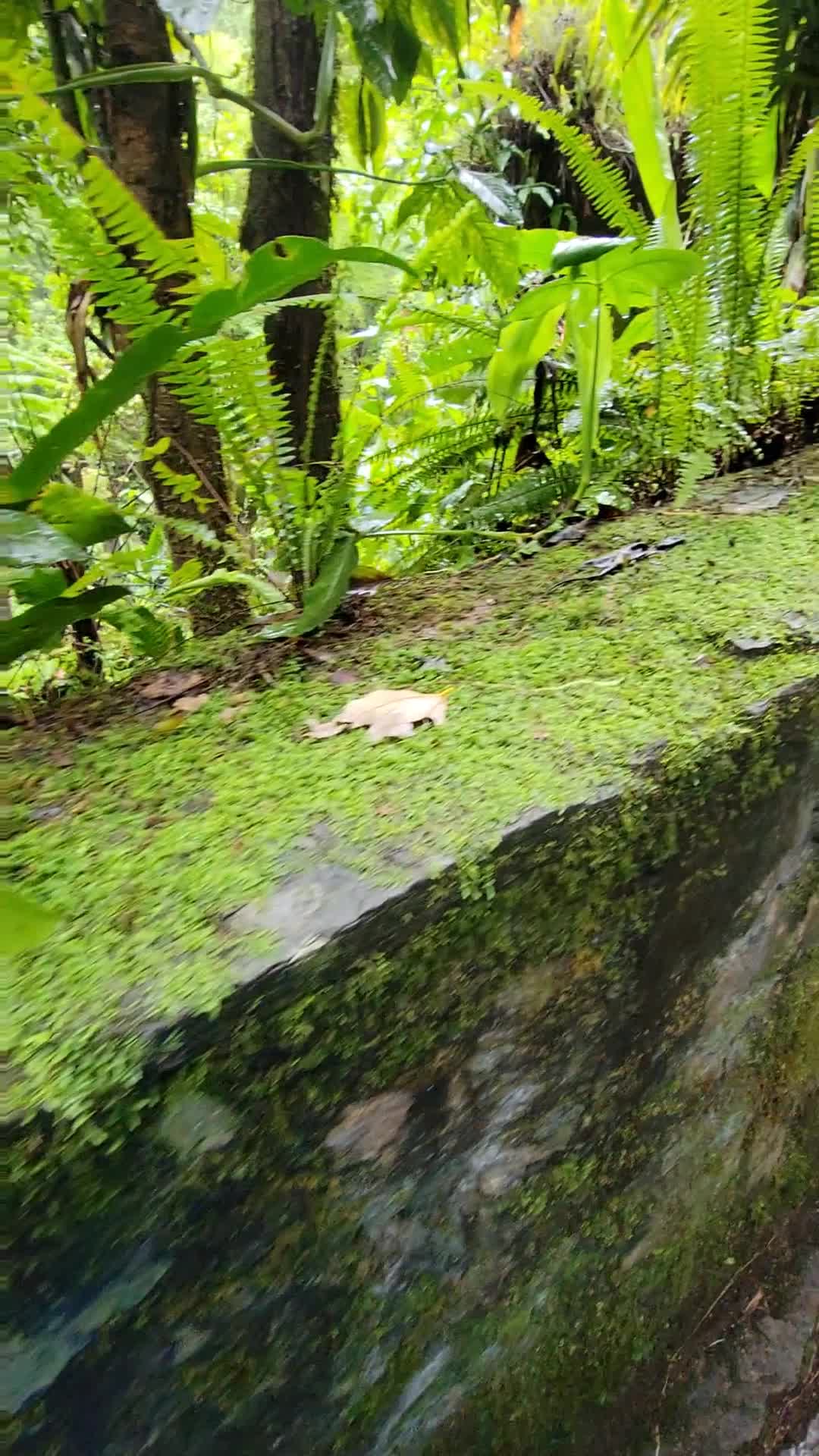 @Guía Xilitla HuastecaPotosina