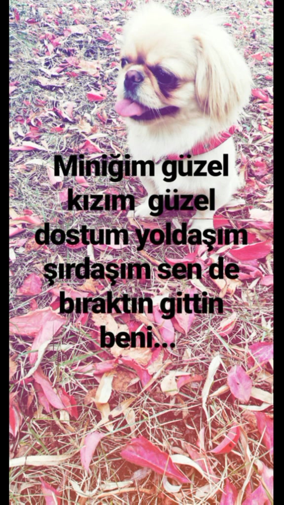 @icikseicni