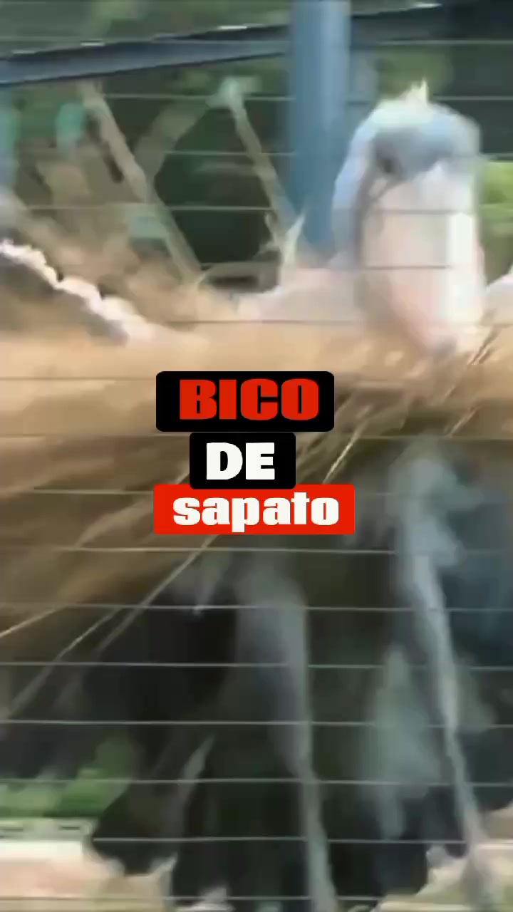 @Saf&aacute;ri-Digital