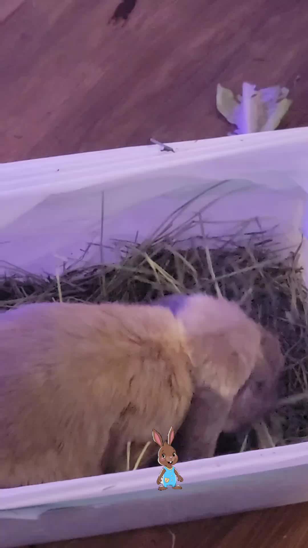 @Hunny Bunny