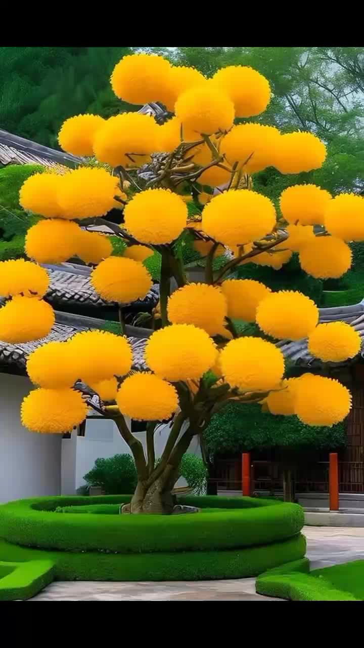 @Sunita Limbu