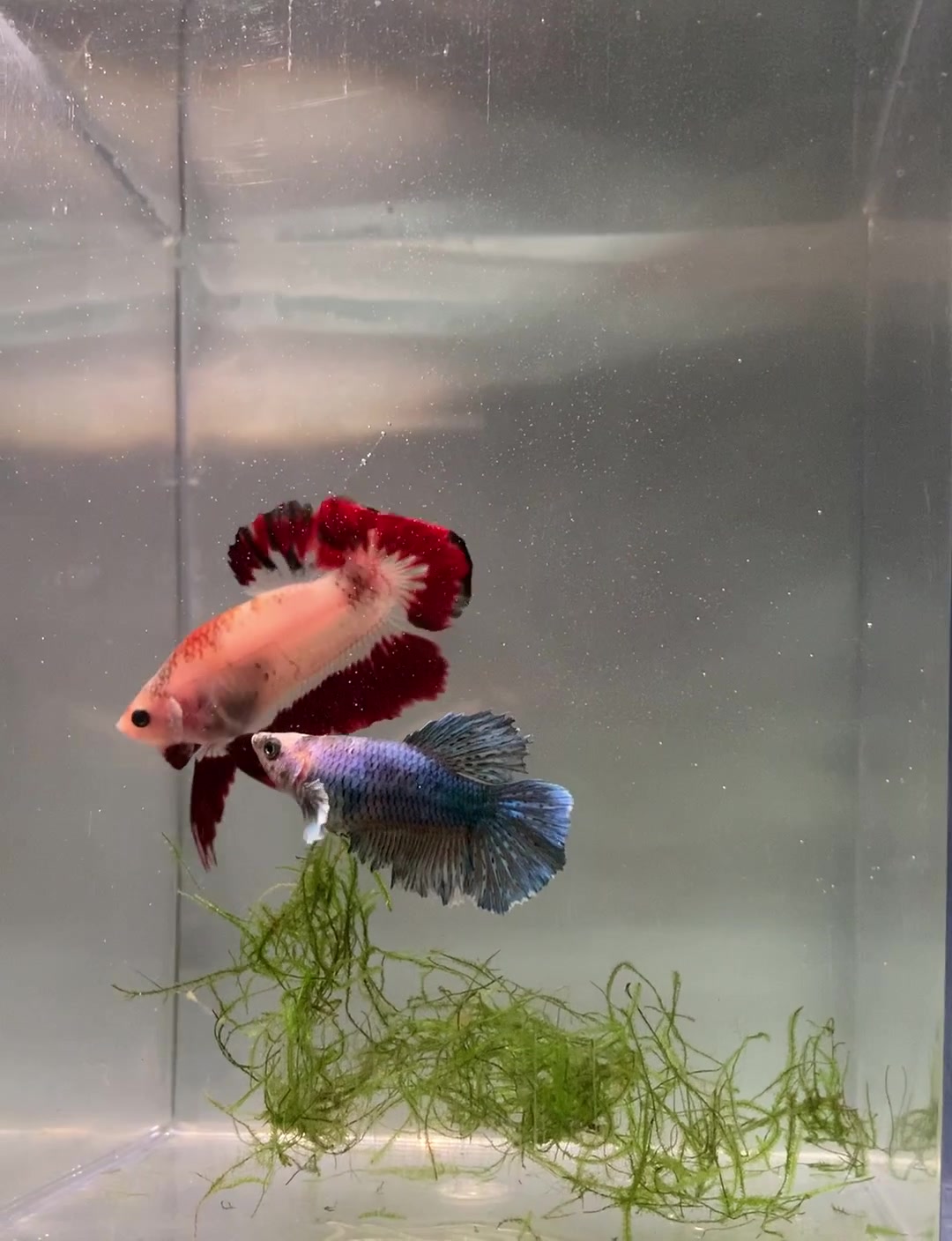 @HCw Betta