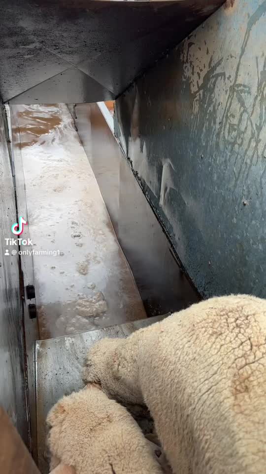 @Only shearing