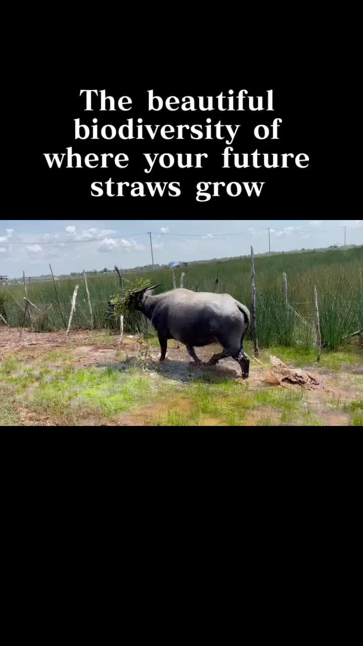 @Strawlific