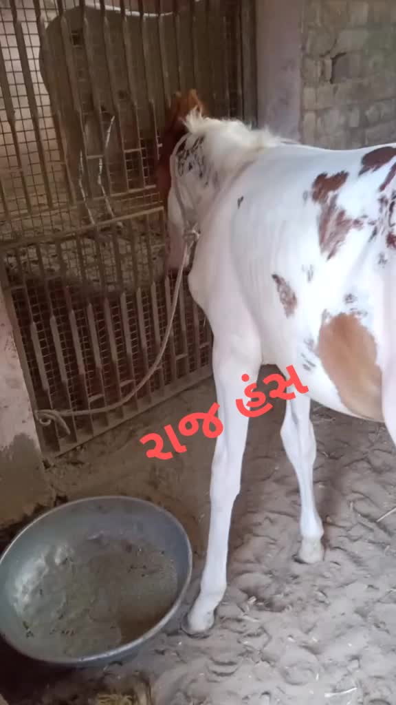 @Sandhi Javedali