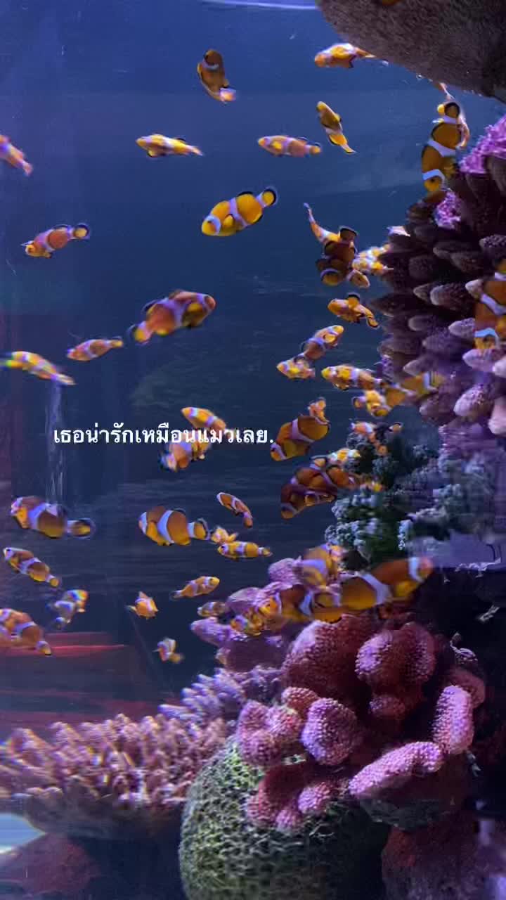 @ชอบกินไก่ทอด
