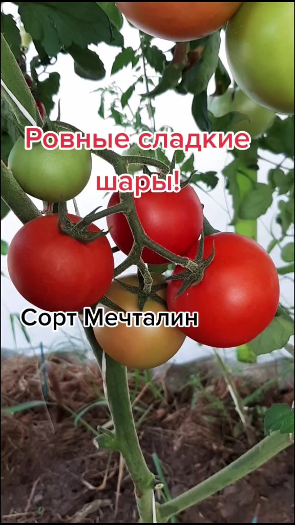 @Дача мечты