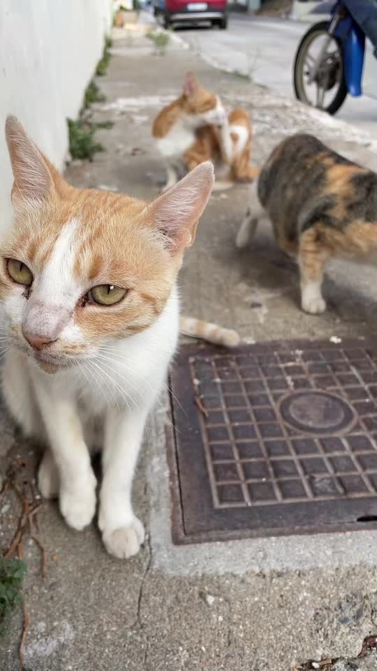 @CuteCat