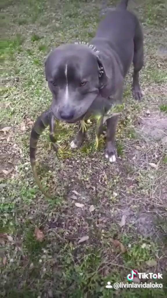 @Just Loko 🐶🐕😍