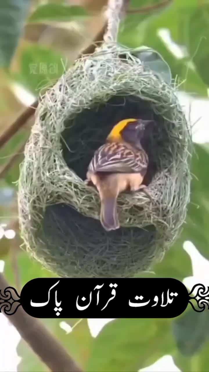 @zulfiqar Ali