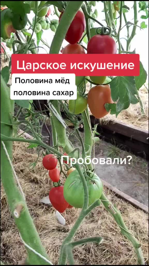 @Дача мечты