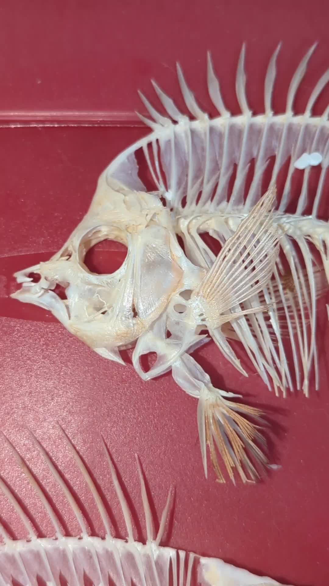 @Skullatorium