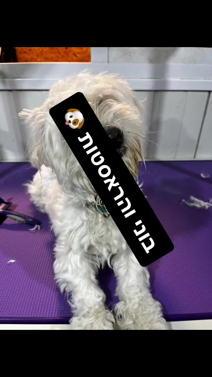 @ספר כלבים 🐩✂️