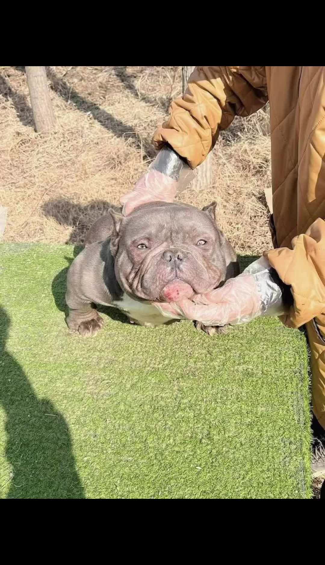 @dominantbluebullies