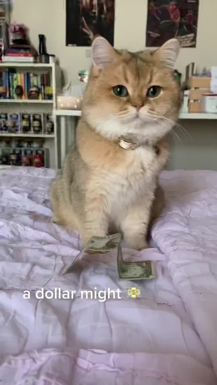 @Leo