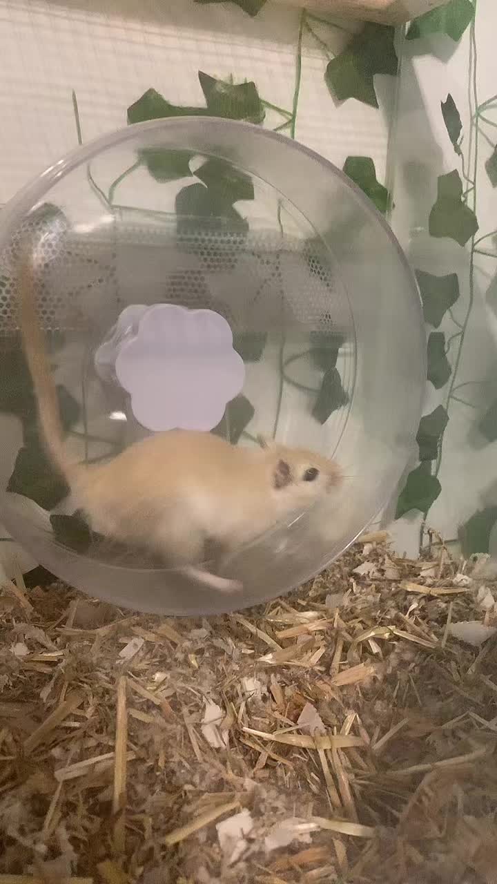 @gerbils