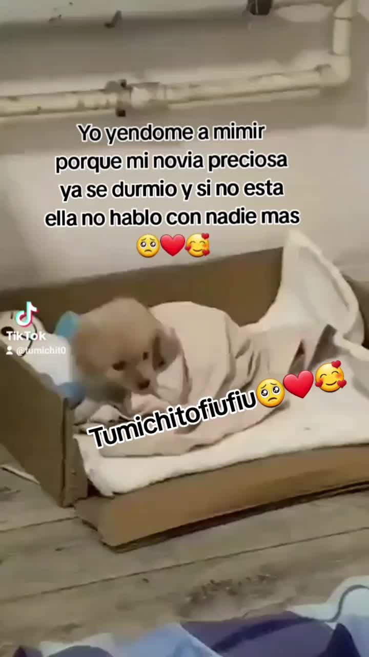 @Ing.Michito😸🇲🇽🇨🇴🌠🦁🐾