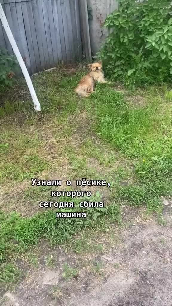 @Приют для животных Потеряшка