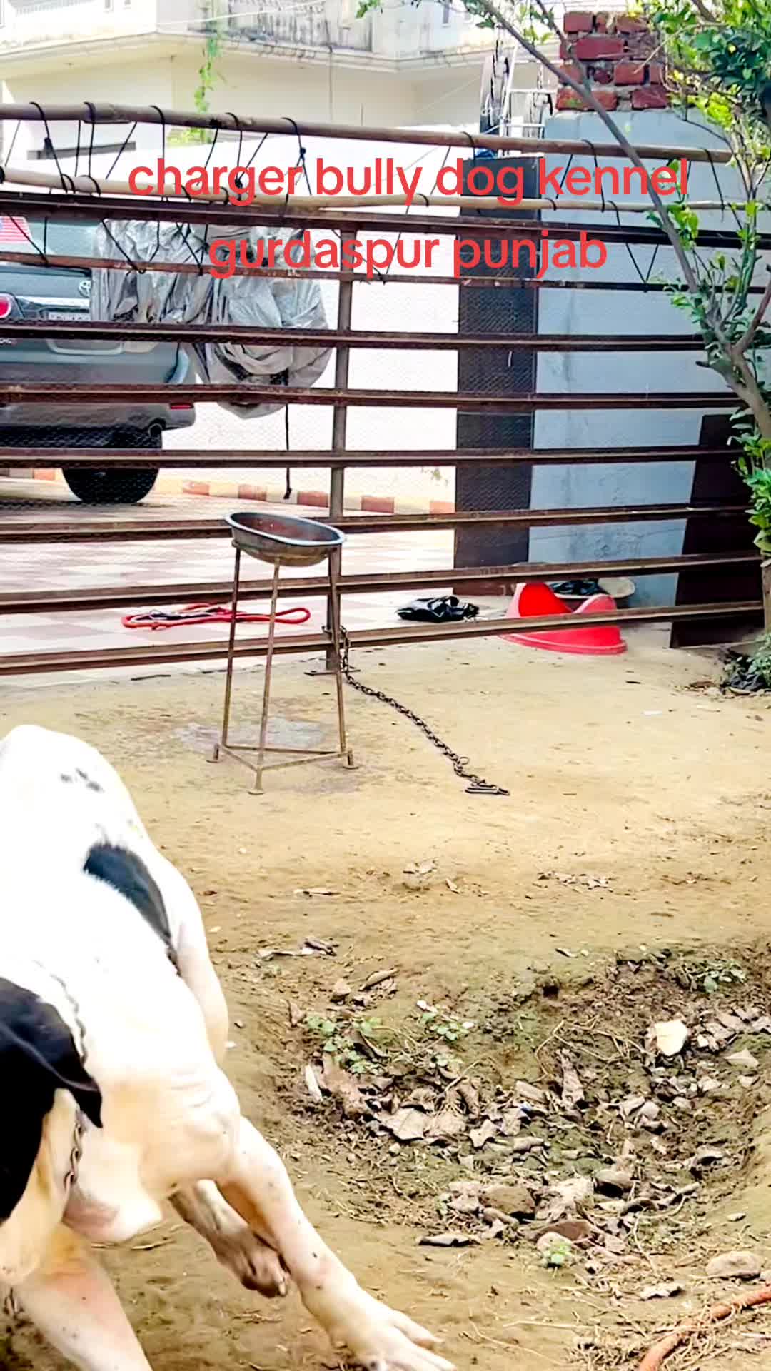 @charger bully dog kennel