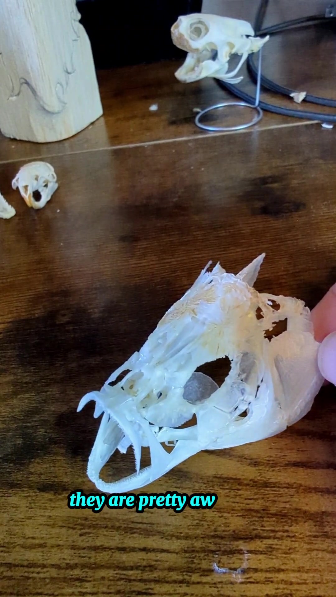 @Skullatorium
