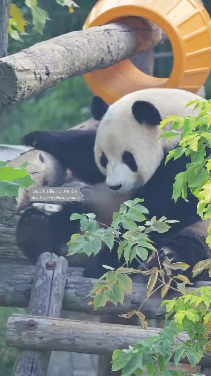 @Gấu tr&uacute;c Phi V&acirc;n
