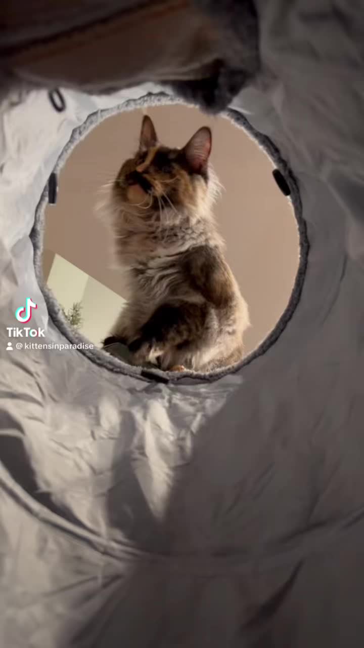 @kittensinparadise