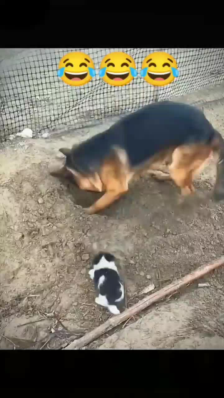 @funnypets818