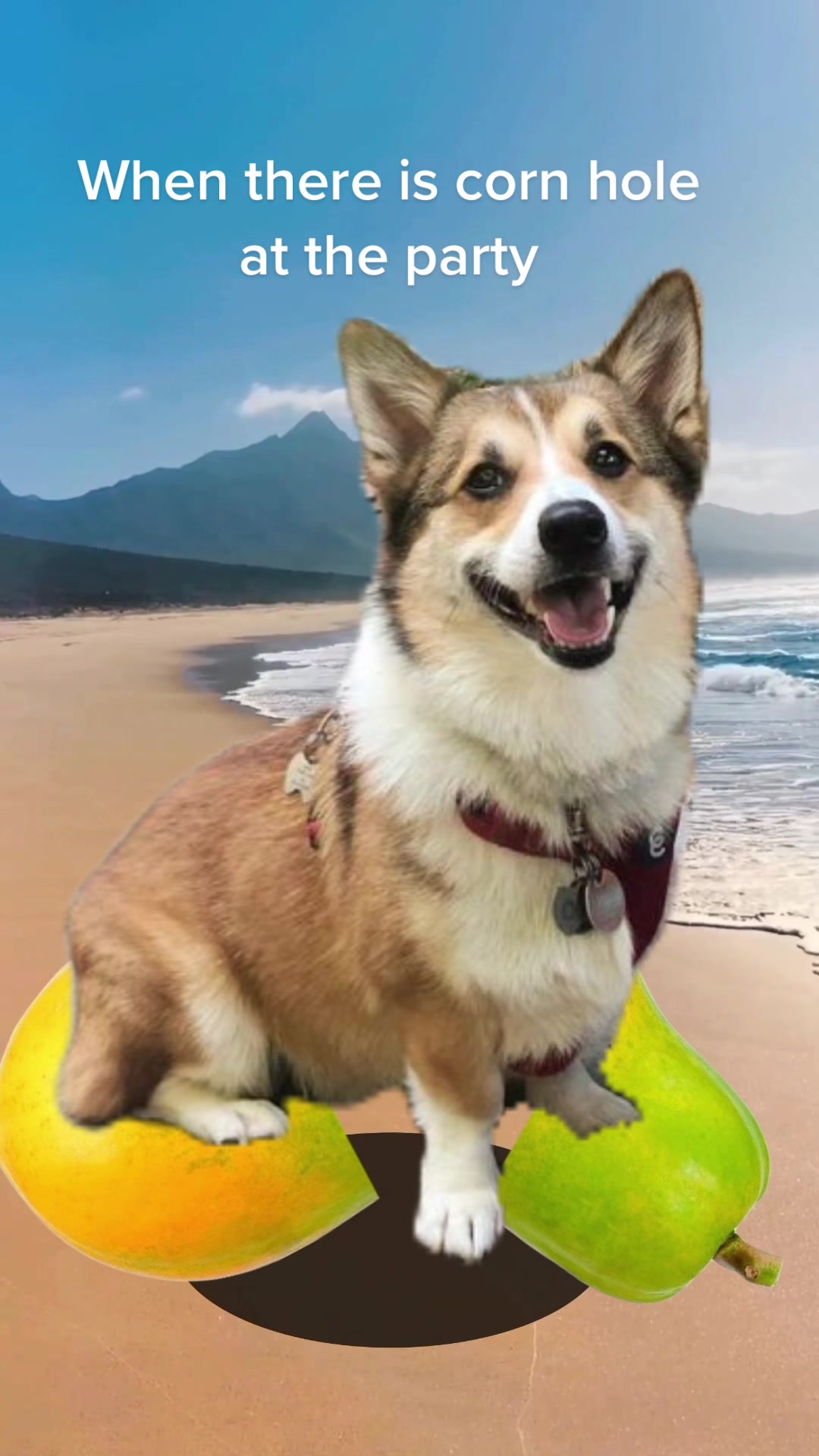 @Ollie The Corgi