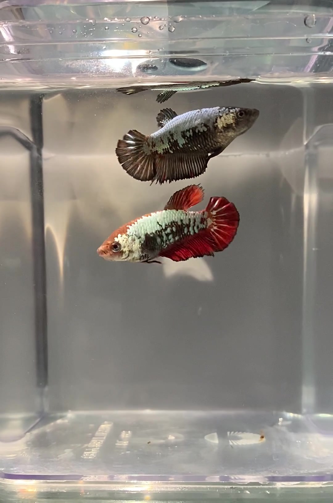 @HCw Betta