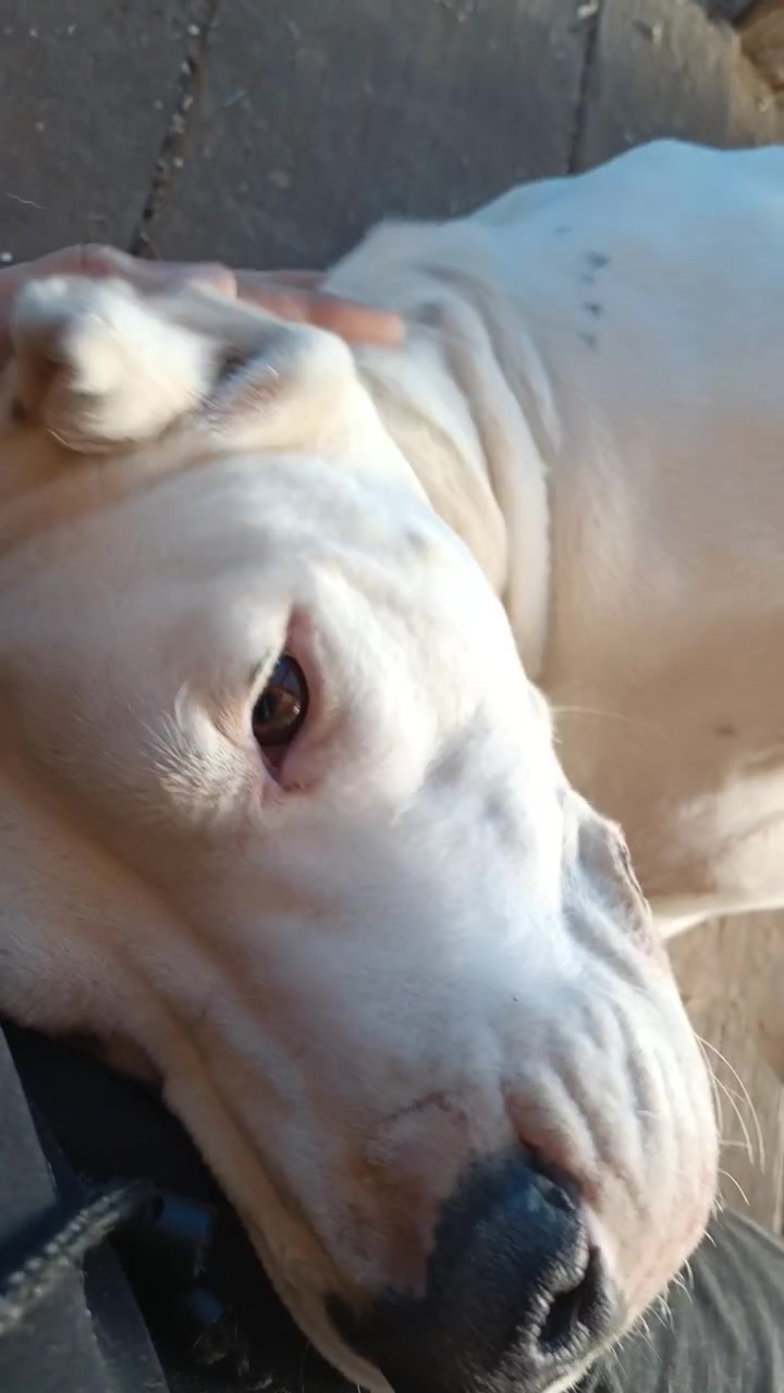 @HeraTheDogo