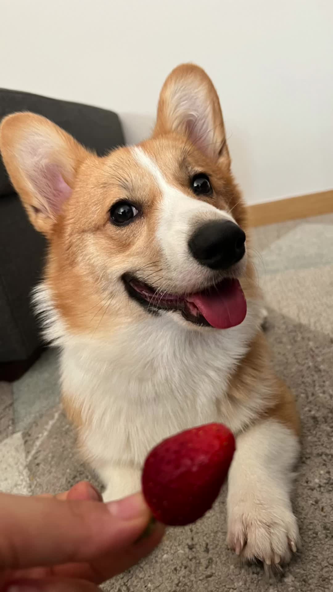 @Monty the Pembroke Welsh Corgi