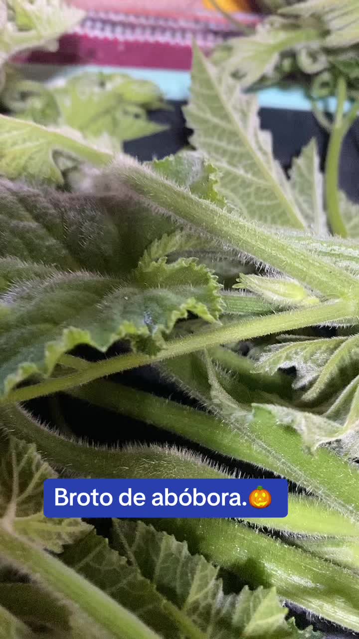 @Paulo Bonif&aacute;cio