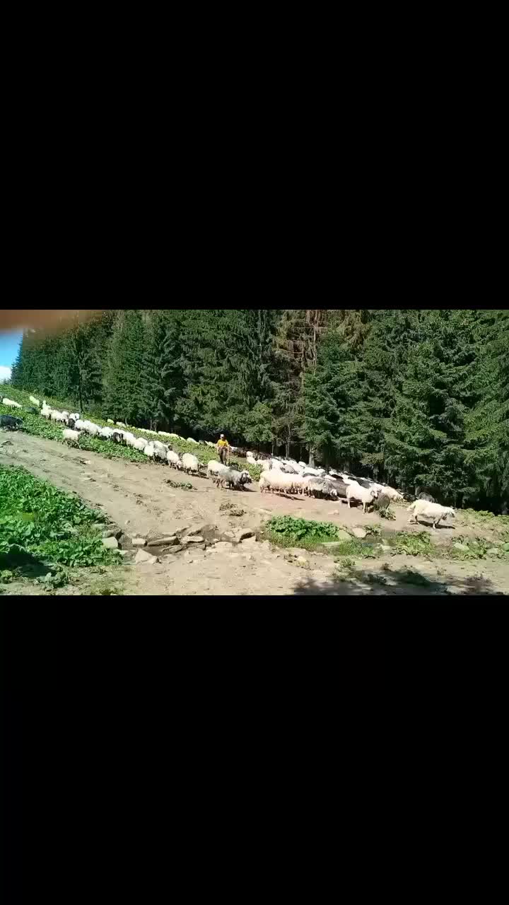 @ЗАКАРПАТТЯ РУЛИТЬ🇺🇦