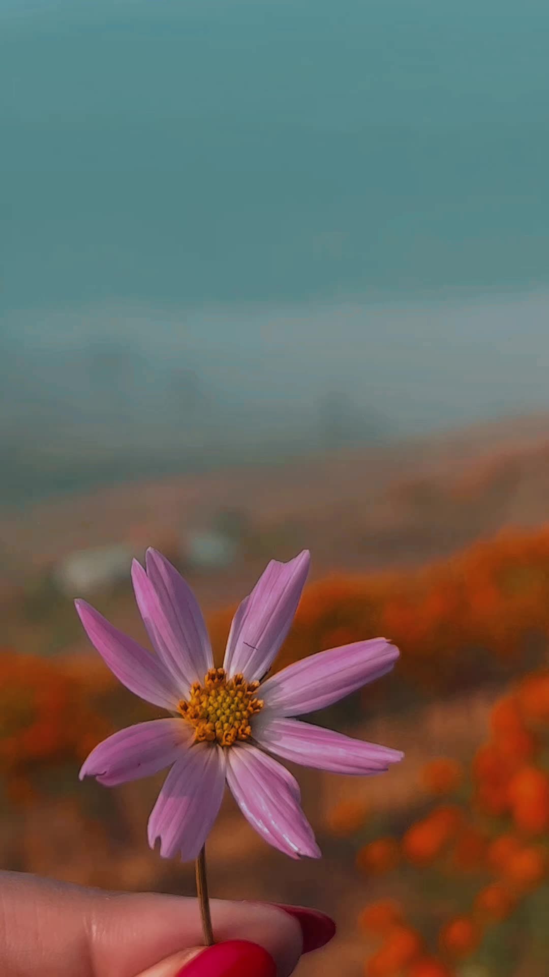 @alishashrestha11111