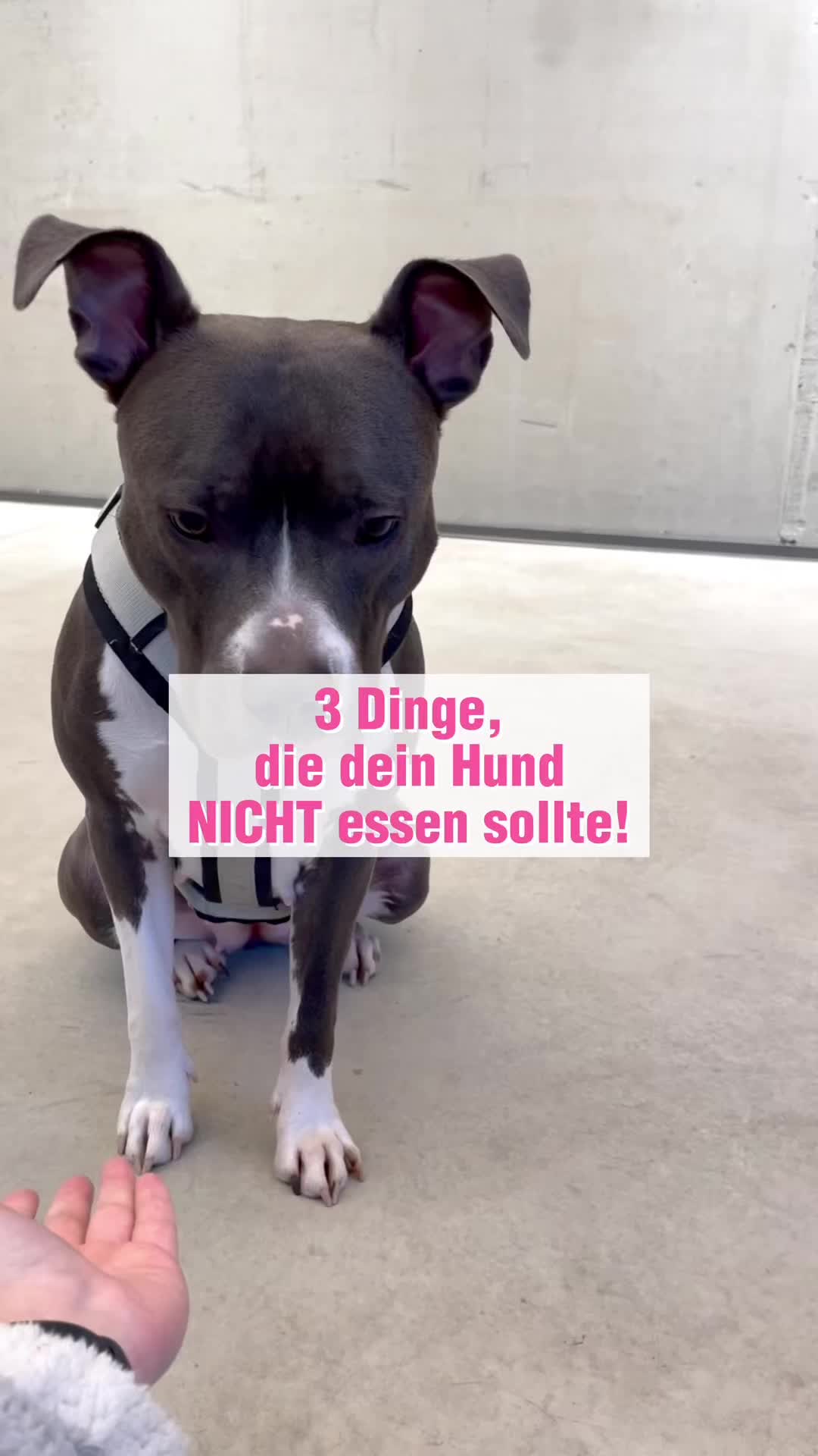 @diefutterbar